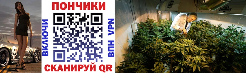 Купить  Вихоревка  Канабис индика 
